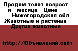 Продам телят возраст 1,3 и 4 месяца › Цена ­ 40 000 - Нижегородская обл. Животные и растения » Другие животные   